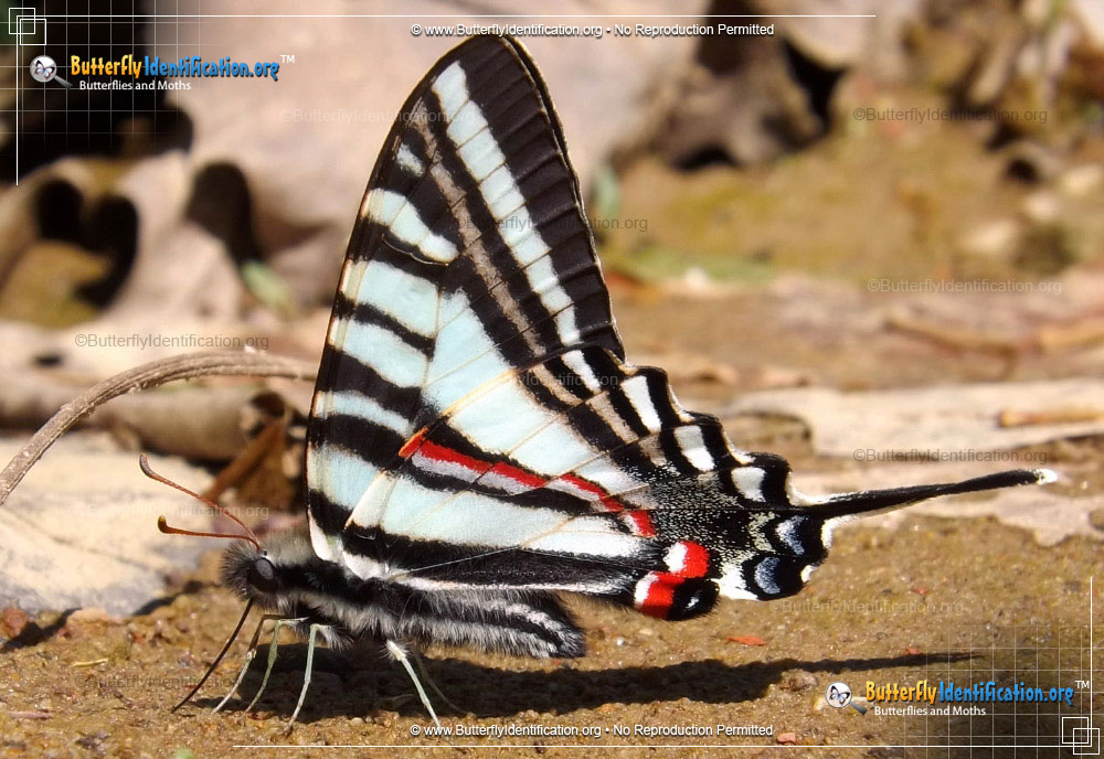 Full-sized image #2 of the Zebra Swallowtail