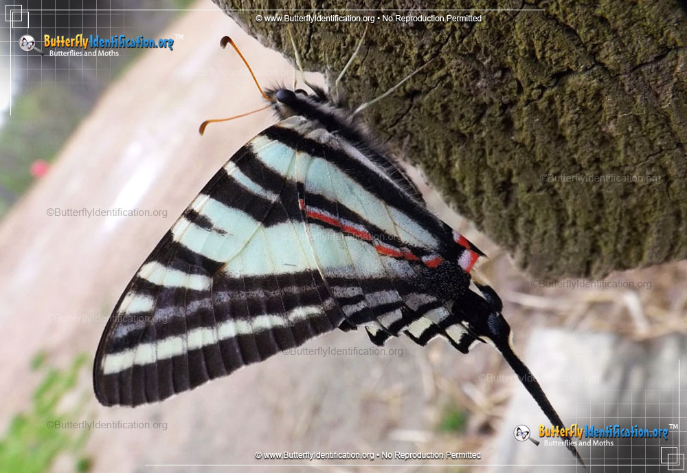 Full-sized image #4 of the Zebra Swallowtail