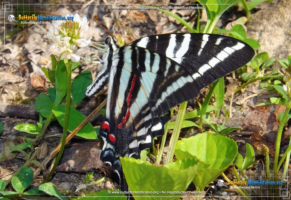Full-sized image #5 of the Zebra Swallowtail