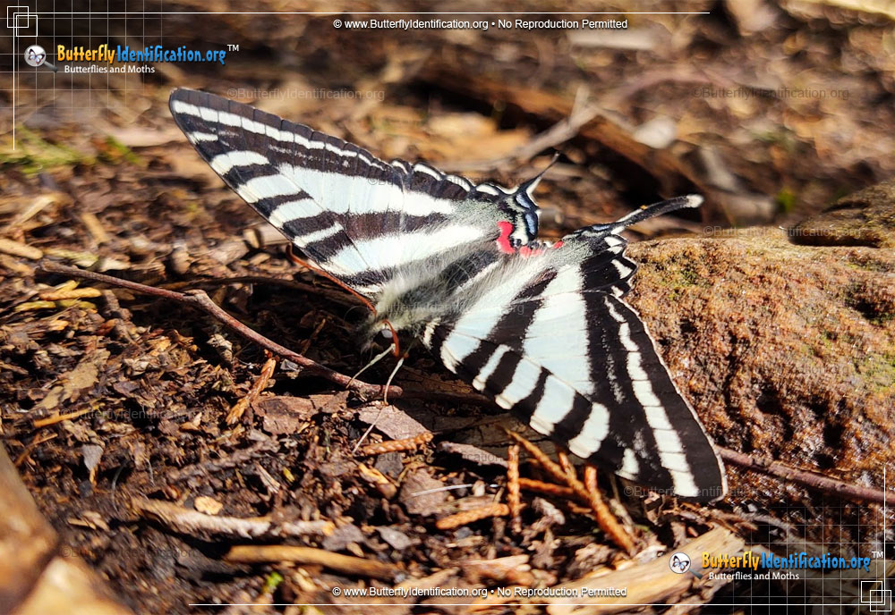 Full-sized image #3 of the Zebra Swallowtail