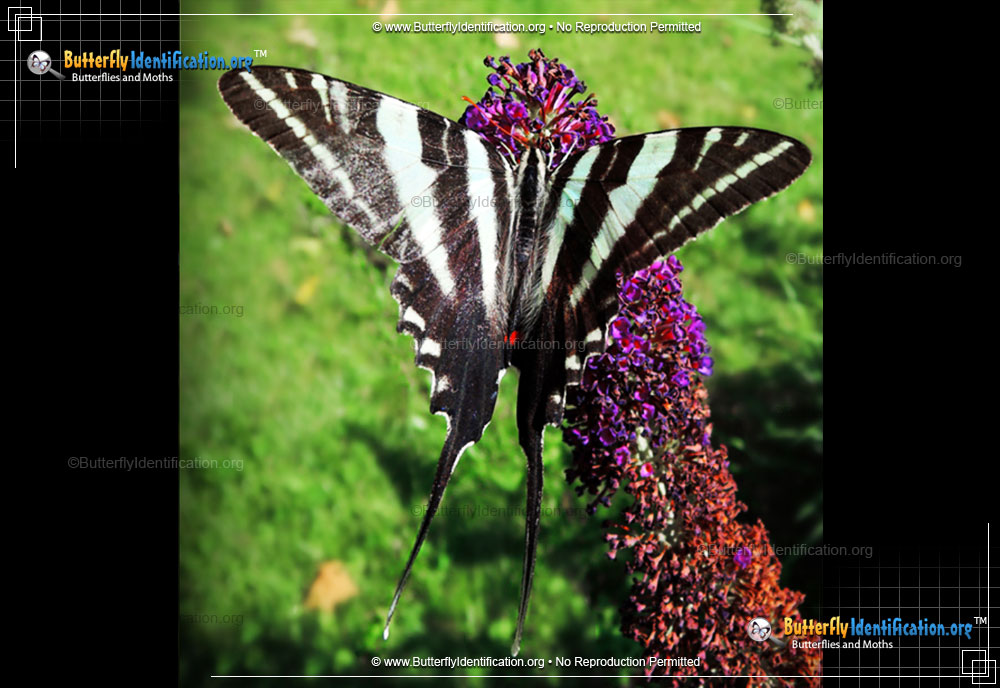 Full-sized image #1 of the Zebra Swallowtail