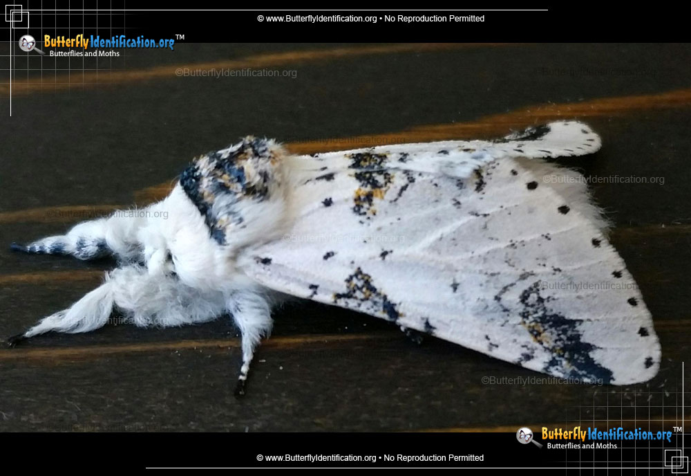 Full-sized image #2 of the Zig-Zag Furcula Moth